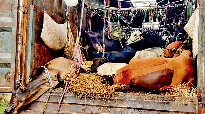 धनबाद के बरवाअड्डा में 47 मवेशी लदा डाक पार्सल कंटेनर पकड़ाया