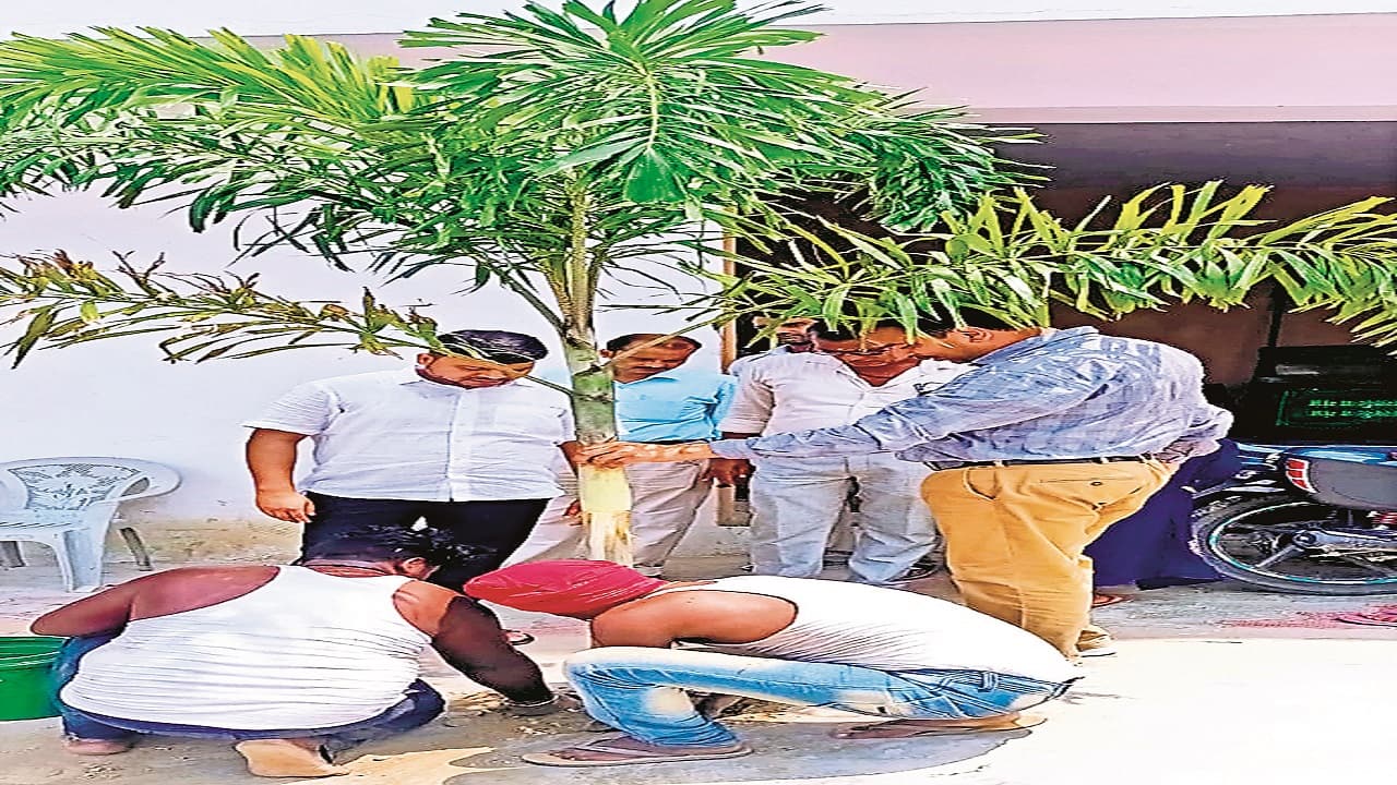 नरकटियागंज में फॉरेन सा एहसास, फॉक्सटेल पाम ट्री की खूबसूरती के रंग में रंगेगा शहर का हर कोना