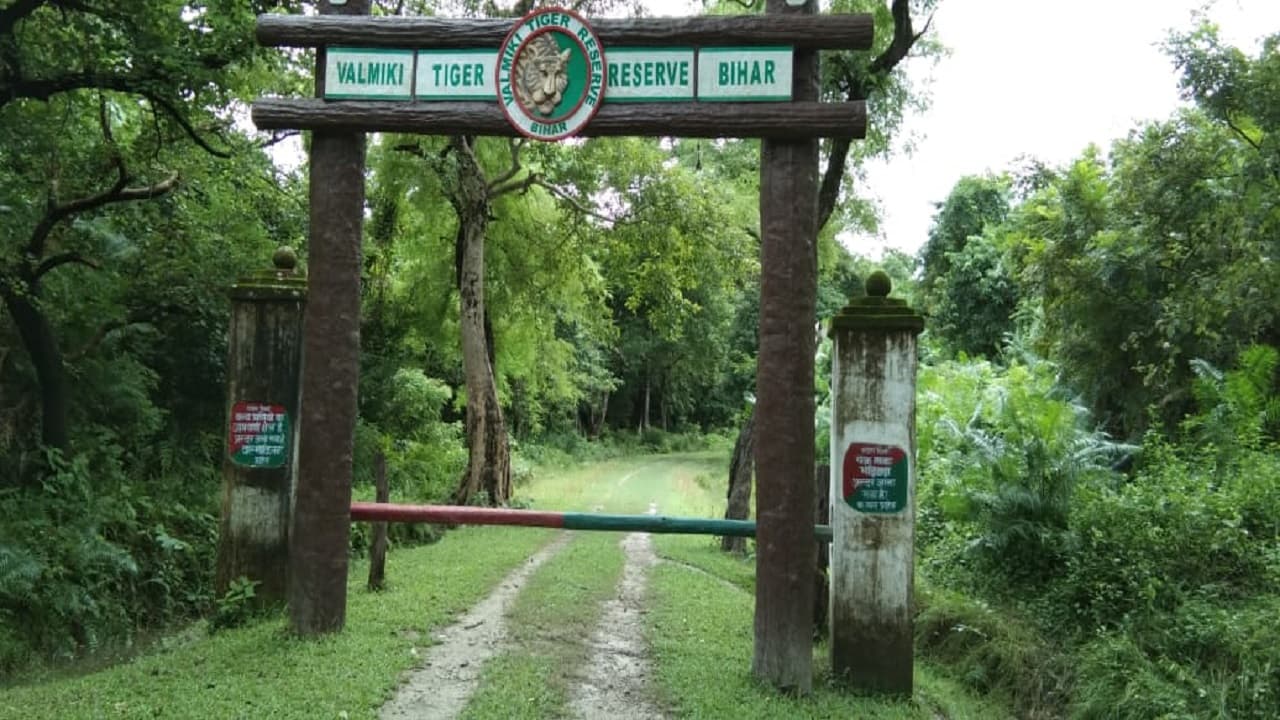 पर्यटकों के लिए खुला वाल्मिकी टाइगर रिजर्व, जंगल सफारी, बोटिंग के अलावा टुरिस्ट इन चीजों का भी ले सकेंगे आनंद