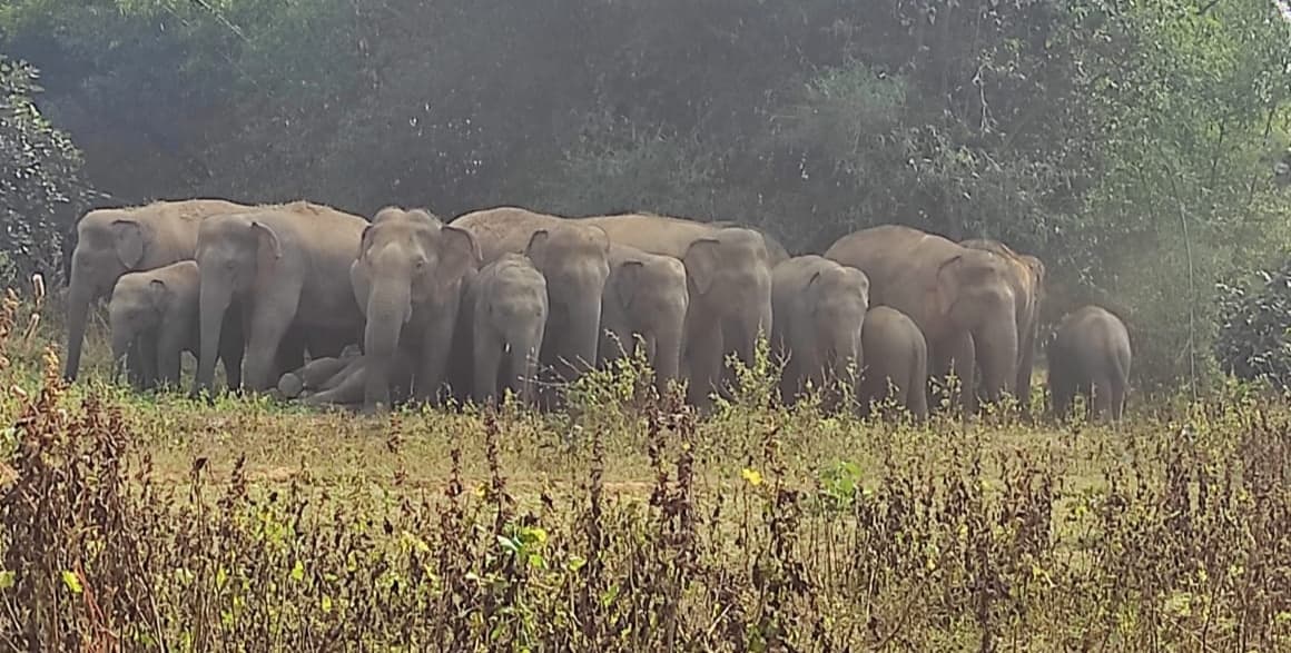गिरिडीह : 32 हाथियों का झुंड दो गुट में बंटा, तीसरा झुंड बगोदर में मचा रहा है उत्पात