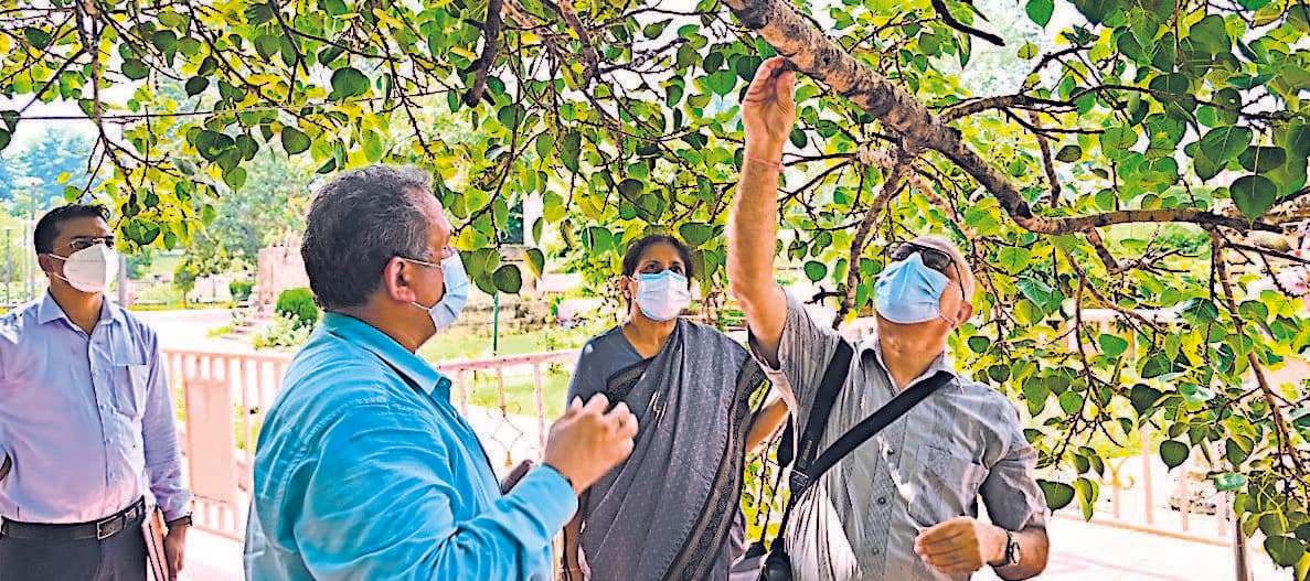 पूरी तरह स्वस्थ है पवित्र बोधिवृक्ष, एफआरआइ देहरादून के पौधा वैज्ञानिकों ने की जांच, दवाओं का छिड़काव