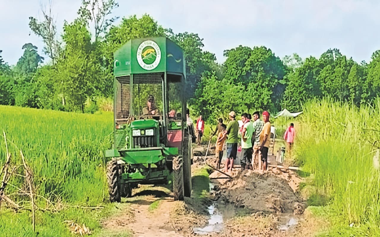 बगहा में हर रोज शिकार कर रहा आदमखोर बाघ, वन विभाग जबड़े से कोसों दूर, डर से घर के अंदर भी नहीं सो रहे लोग