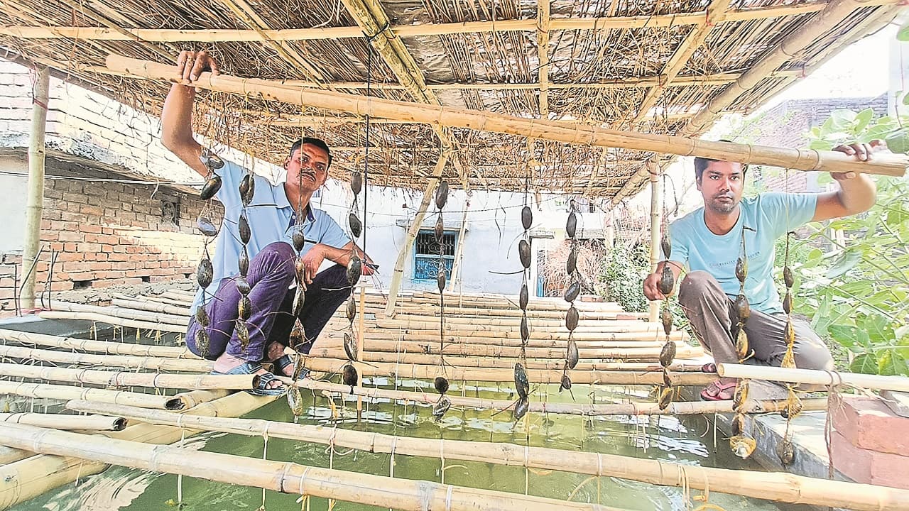 बिहार: मोती की खेती से चमकी बेगुसराय के किसानों की किस्मत, लाखों का हो रहा मुनाफा