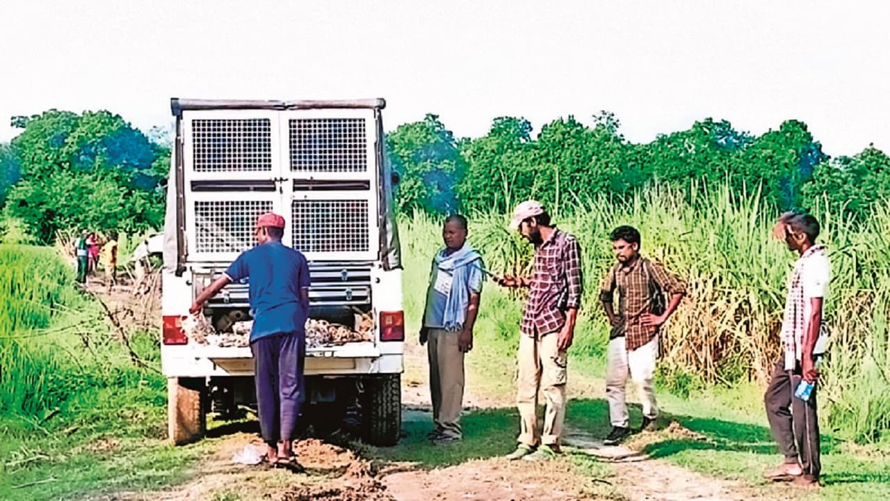 आदमखोर बाघ का शिकार करेंगे हाथी, दहशत में पूरा गांव, पढ़ें क्या है पूरा मामला