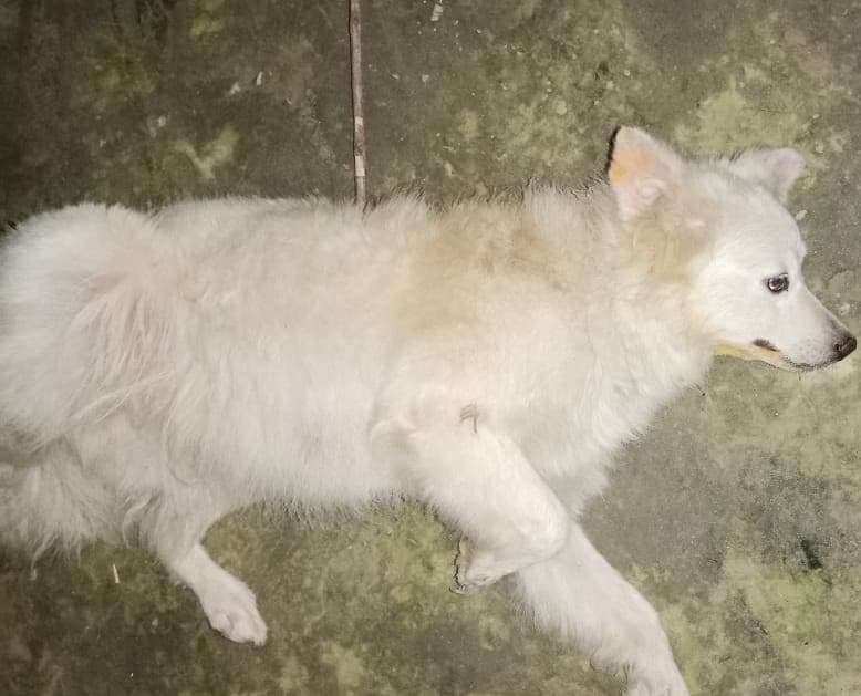 मालिक को बचाने के लिए सांप से भिड़ गया कुत्ता, अपनी जान देकर खड़ी की वफादारी की मिसाल