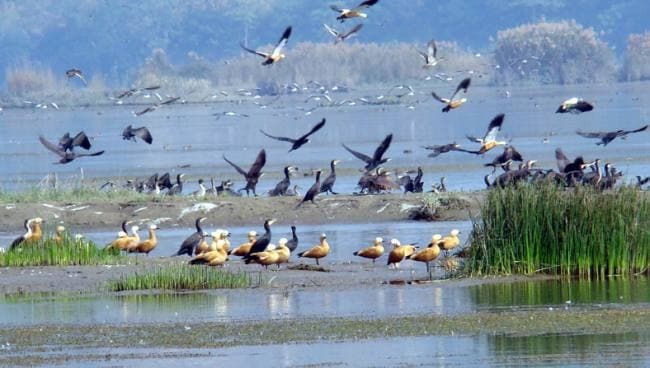 Prabhat Khabar EXCLUSIVE : बिहार में वेटलैंड ऑथोरिटी बनाने की कवायद शुरू, 12 जिलों के 26 बड़े जलाशयों के बनेंगे हेल्थ कार्ड