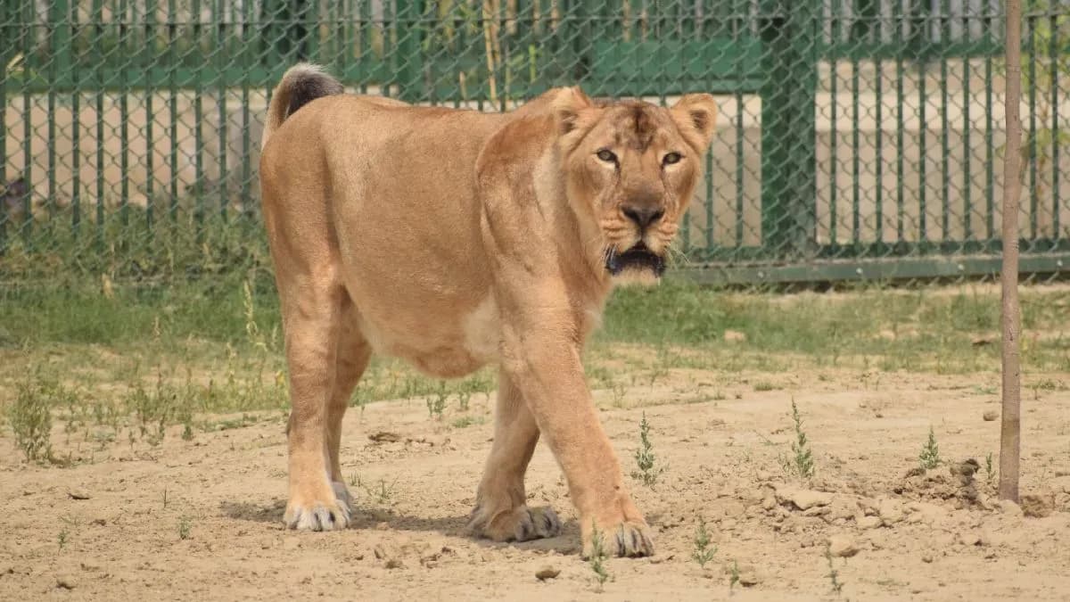 गोरखपुर: चिड़ियाघर की शेरनी मरियम 19 की उम्र भी है स्वस्थ, उसके भाई बहन पहले ही छोड़ चुके हैं साथ