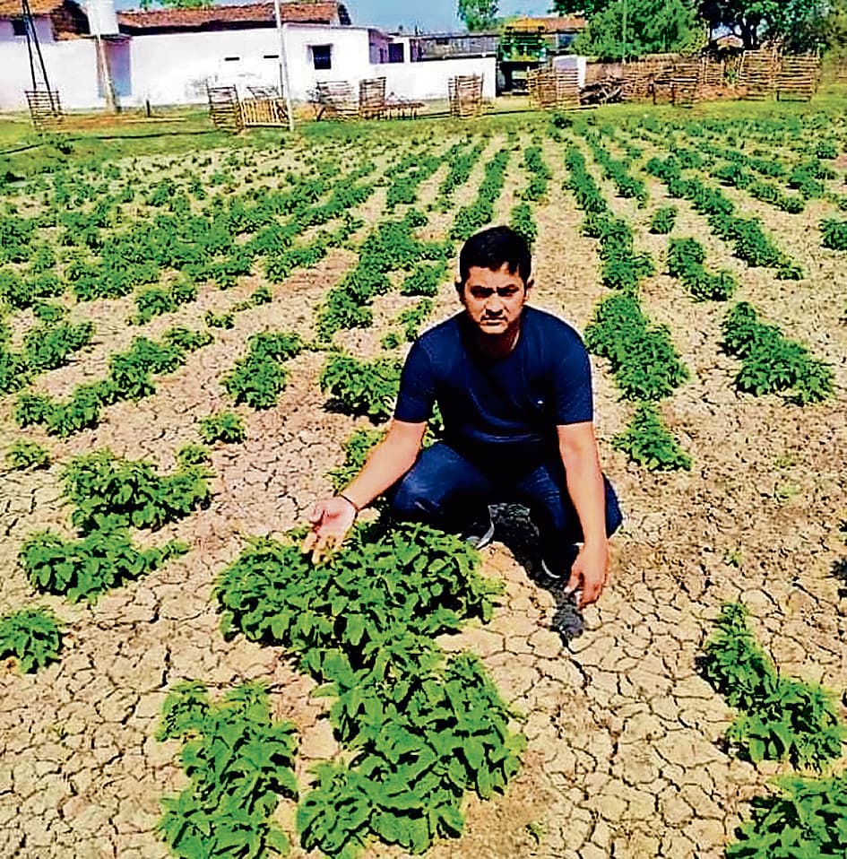 Bihar News: बिहार में हो रही 82 हजार रुपये किलो बिकने वाली सब्जी की खेती, विदेशों में भी डिमांड, जानिए इसके बारे में