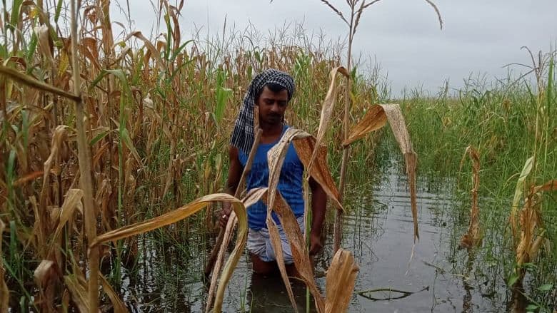 गंडक नदी के बाढ़ ने गन्ना किसानों को किया बर्बाद, सुखकर गिरने लगी फसल