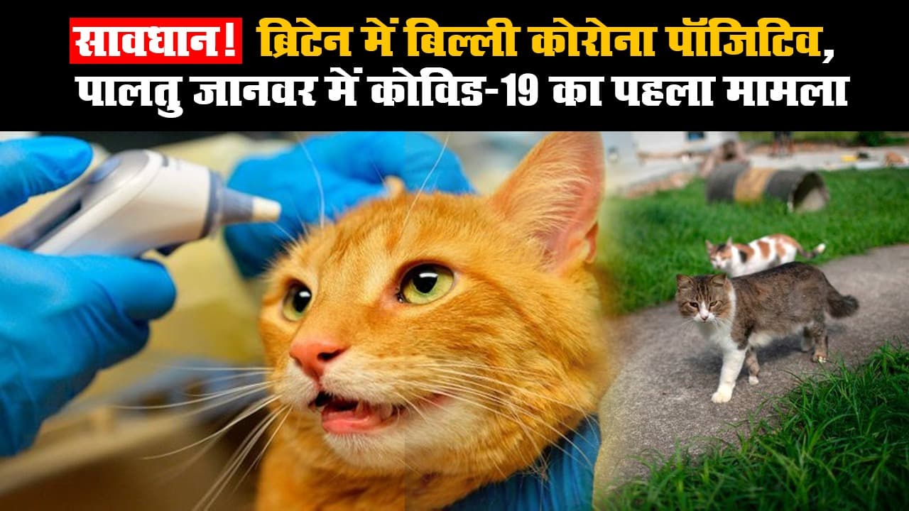 सावधान! ब्रिटेन में बिल्ली कोरोना पॉजिटिव, पालतु जानवर में कोविड-19 का पहला मामला