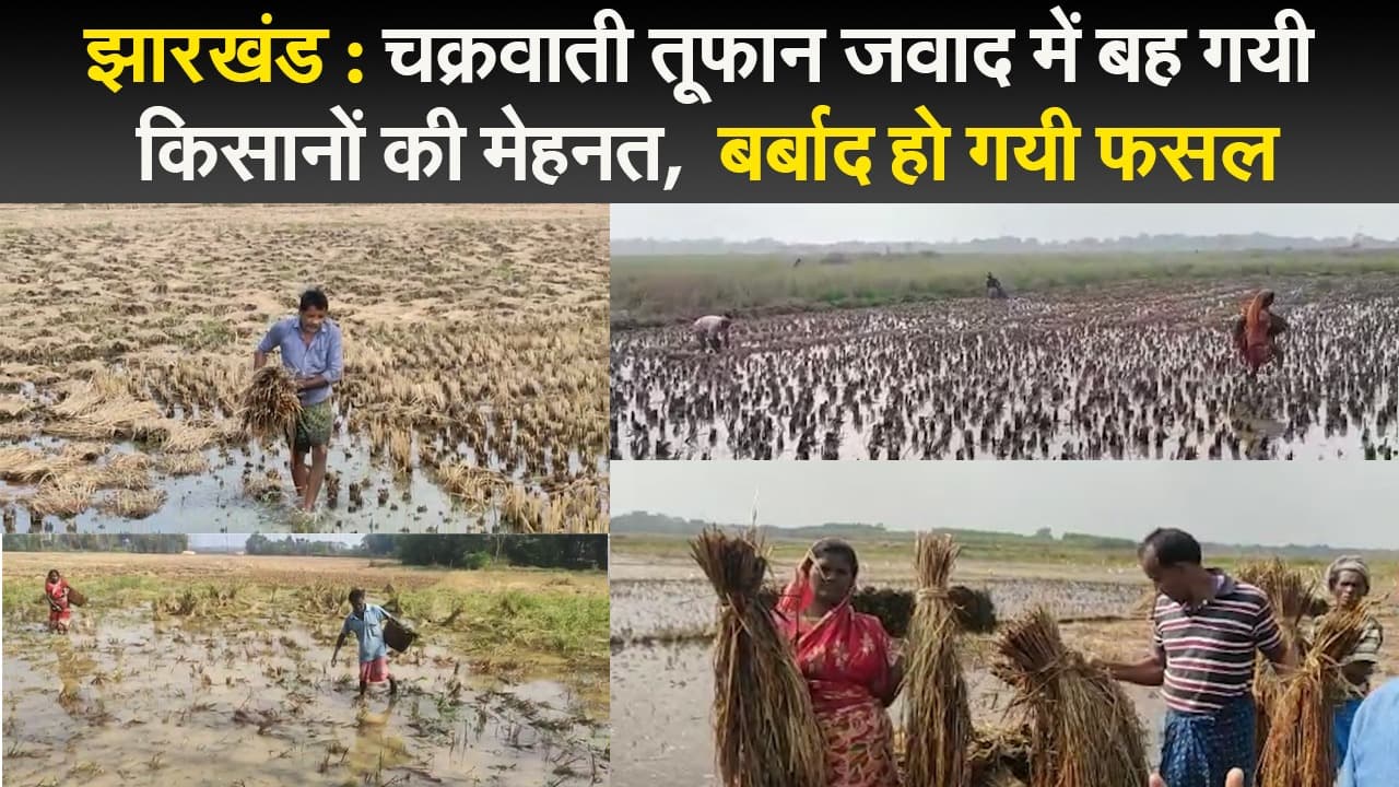 झारखंड : चक्रवाती तूफान "जवाद" में बह गयी किसानों की मेहनत,  बर्बाद हो गयी फसल