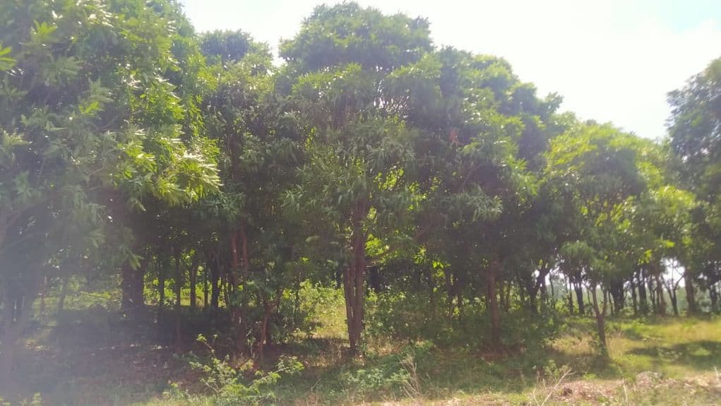 विश्व पर्यावरण दिवस:आम की एक-एक गुठली से रांची जिले के मैनेजर महतो ने 24 एकड़ में लगा दिया आम का बगान