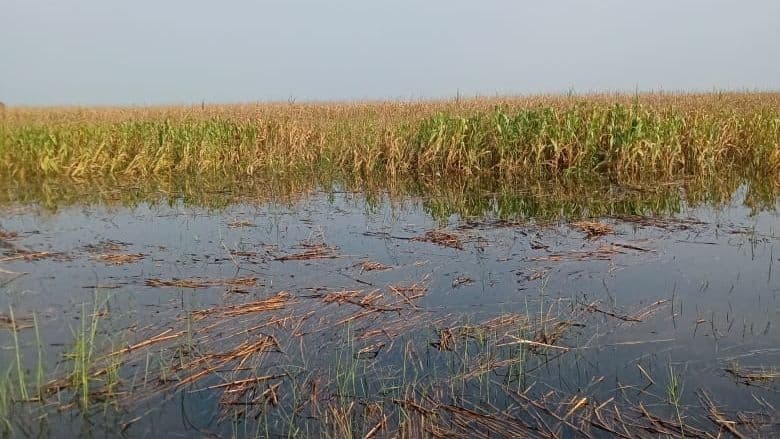 सोन नहर में अचानक पानी छोड़ने से खेत-खलिहानों में घुसा पानी, फसल बर्बाद