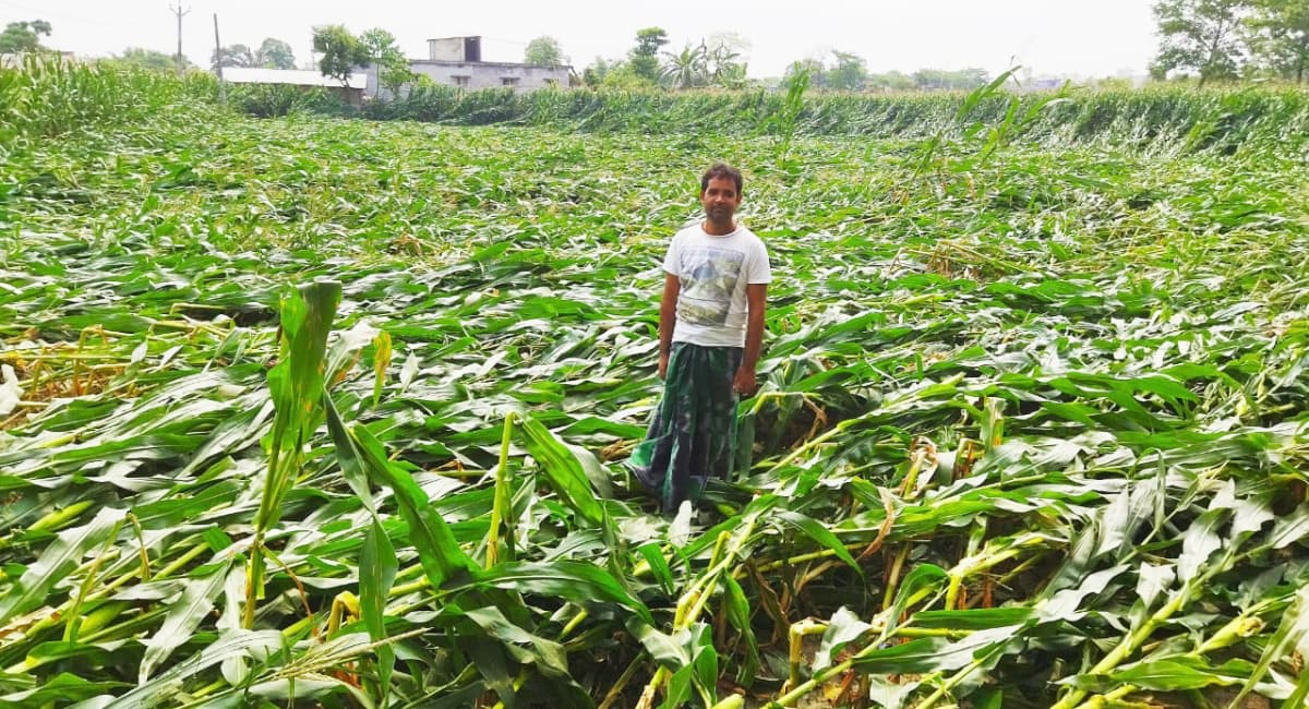 Weather Alert: कोसी और सीमांचल में बारिश से मक्के की फसल बरबाद, ...जानें आज कहां कितनी होगी बारिश?