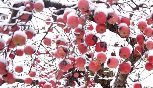 भूटान के रास्ते नहीं आ पायेगा ईरान, तुर्की और चीन का सेब, हिमाचल के बागवानों को मिलेगा फायदा