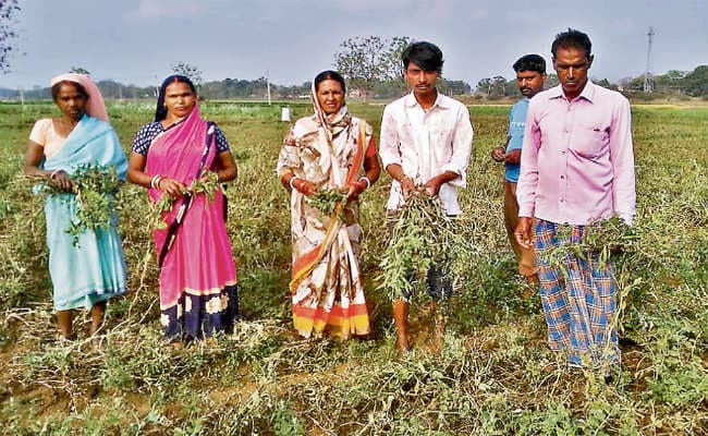 फसलों के नुकसान से किसानों के सपने टूटे, अब परिवार को भविष्य व कर्ज चुकाने की चिंता