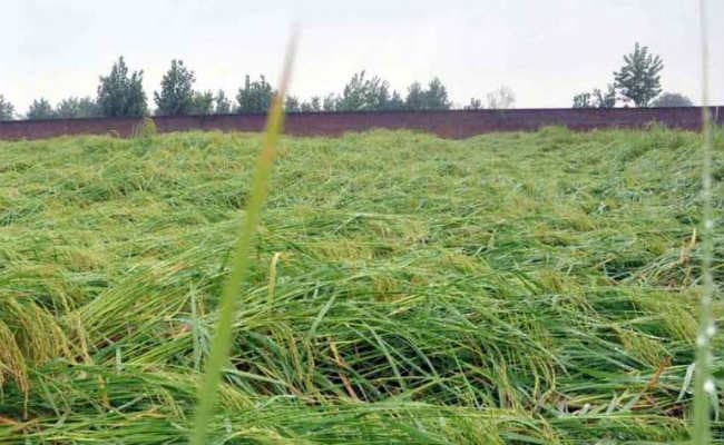 T-20 Cricket : इंडिया लेजंड्स ने श्रीलंका को 5 विकेट से हराया, इरफान-कैफ का बोला बल्ला, मुनाफ ने झटके चार विकेट