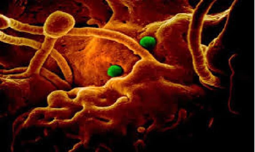 कोरोना और उसके सबक