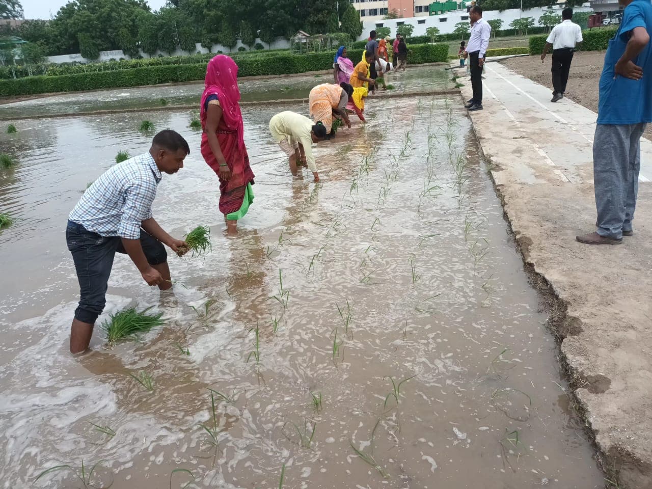 UP News : राजभवन में लहलहाएगा कालानमक, आधा एकड़ रकबे में हुई रोपाई, गोरखपुर में तैयार हुई किरन की नर्सरी