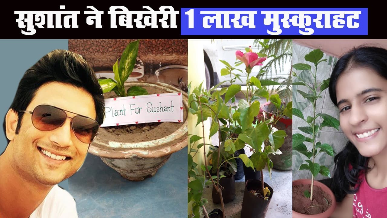 प्रशंसकों ने पूरा किया सुशांत का सपना, लगाए 1 लाख पेड़