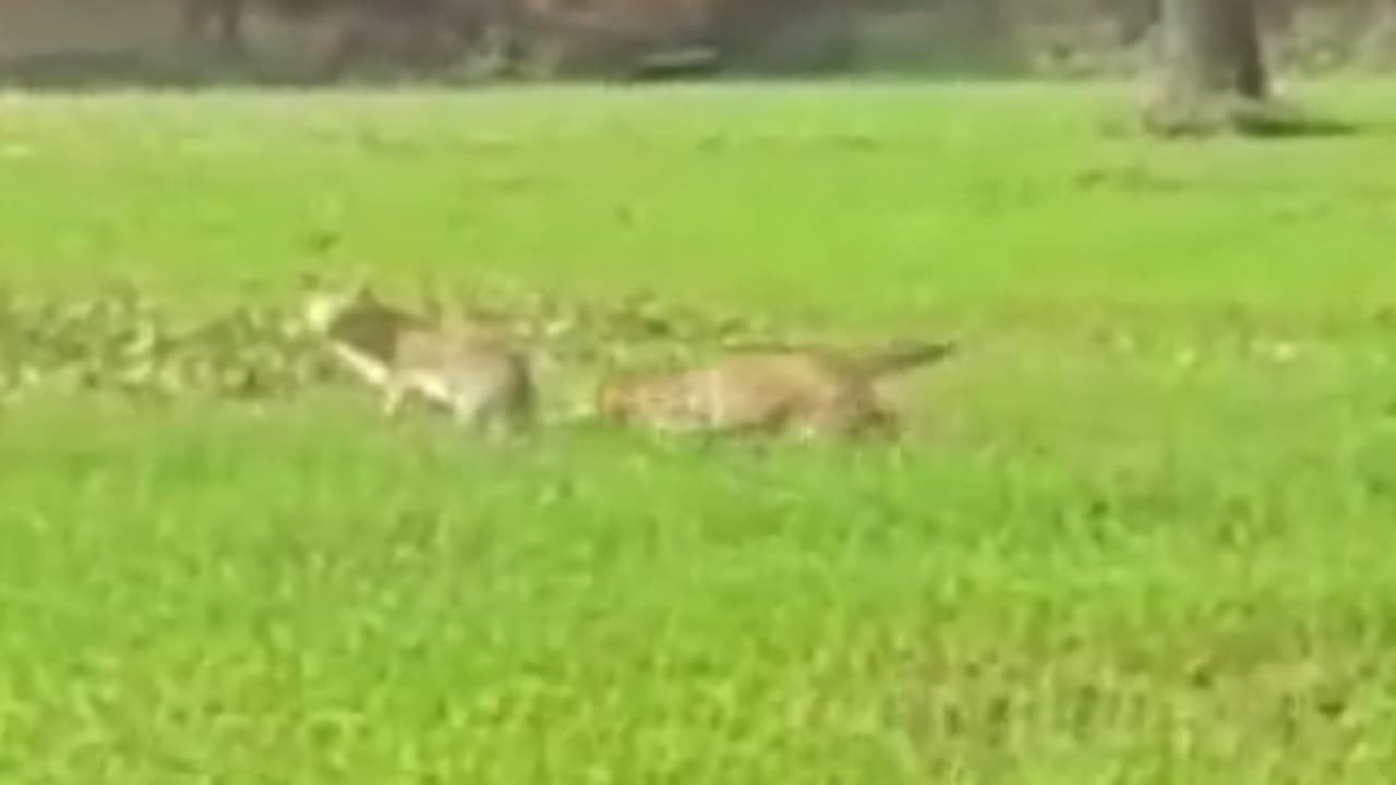 गोपालगंज में दो सियार ने दौड़ा-दौड़ाकर 24 से ज्यादा लोगों को काटा, फिर ग्रामीणों ने पीट-पीटकर मार डाला