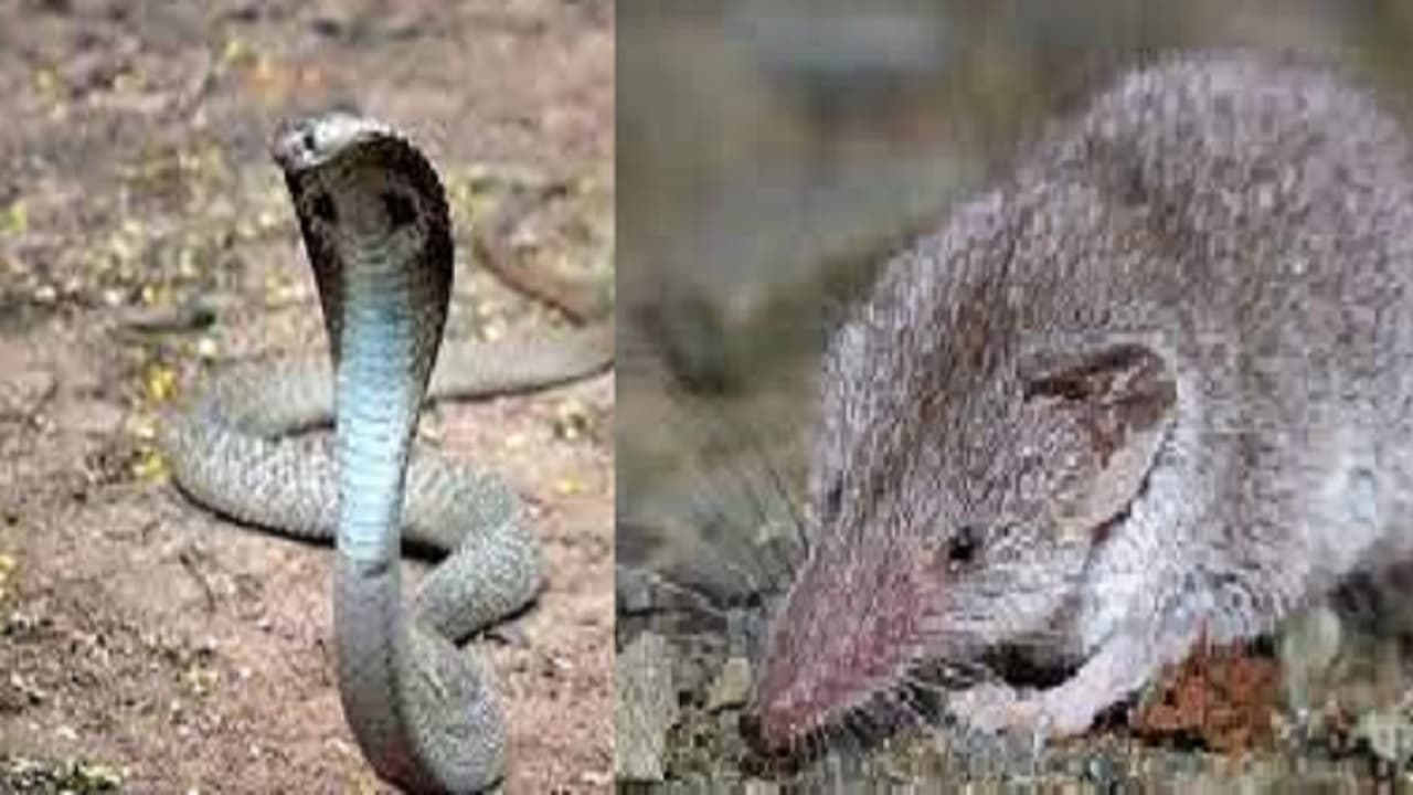 Bihar Weather : अगले 48 घंटे तक बिहार में  बारिश की संभावना, इन जिलों में वज्रपात को लेकर अलर्ट