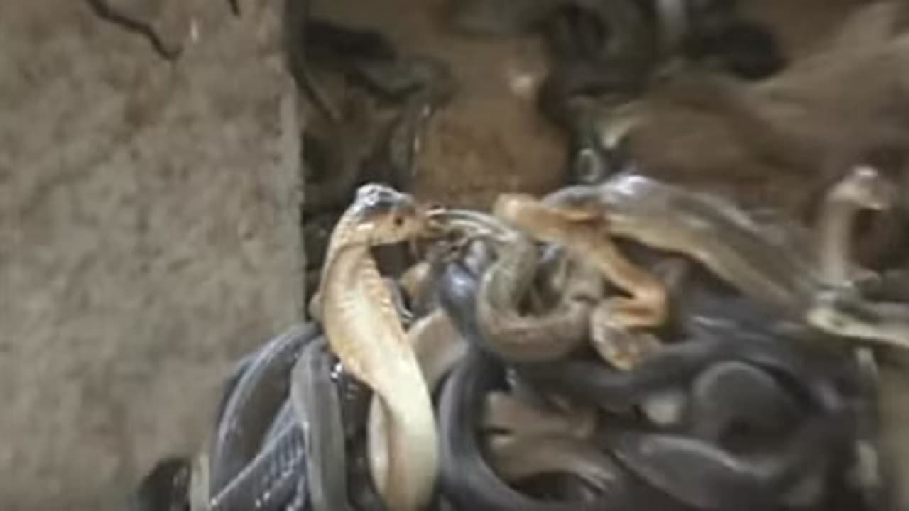 रायबरेली के एक घर में दिखा सांपों का झुंड, 100 से अधिक सांप निकलने के बाद दहशत में ग्रामीण