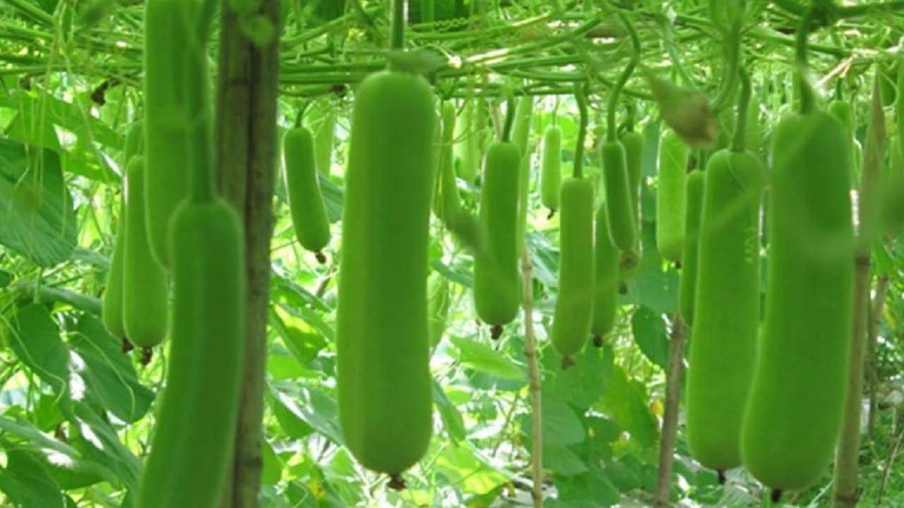 Lauki ki Kheti: तकदीर बदलना है तो किसान इस विधि से करें लौकी की खेती, उपज और क्वालिटी में होगी जबरदस्त बढ़ोतरी