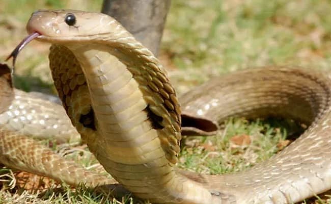 Nag Panchami 2020: कब मनाई जाएगी नाग पंचमी, जानिए समय और पूजा करने की विधि व शुभ मुहूर्त