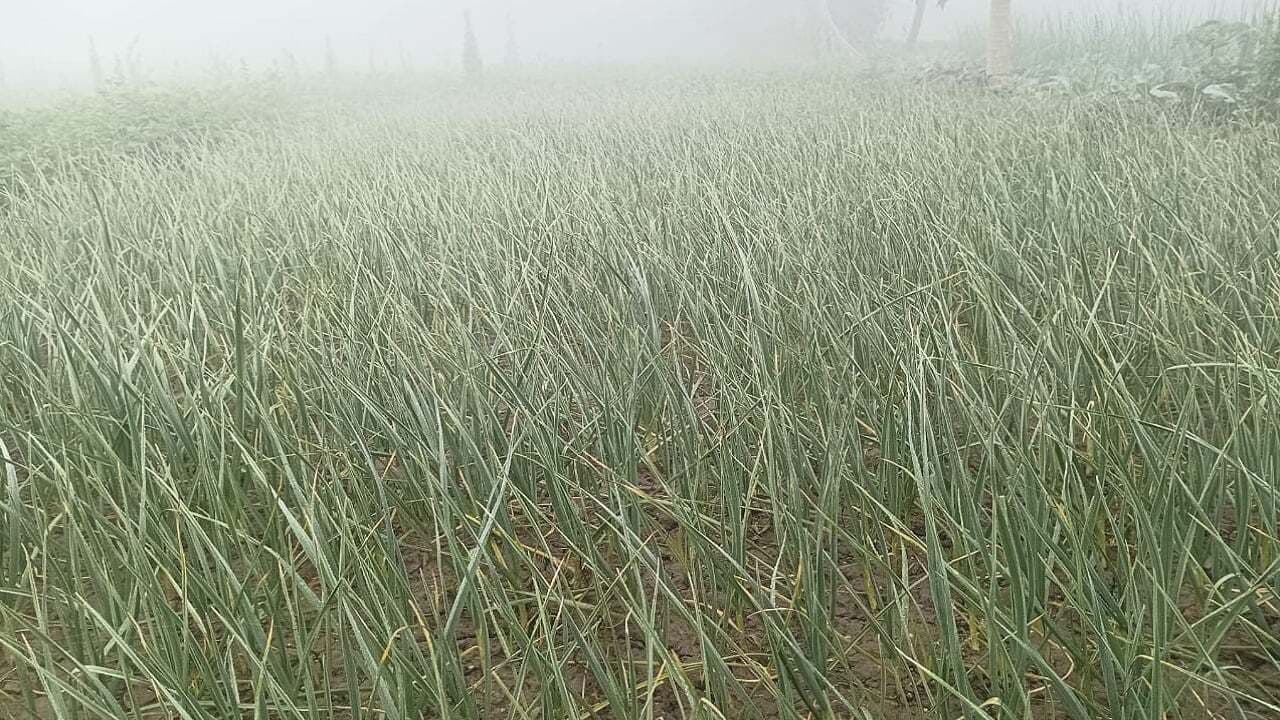 टूटने लगी है किसानों की उम्मीदें, कोडरमा में खेती का बुरा हाल