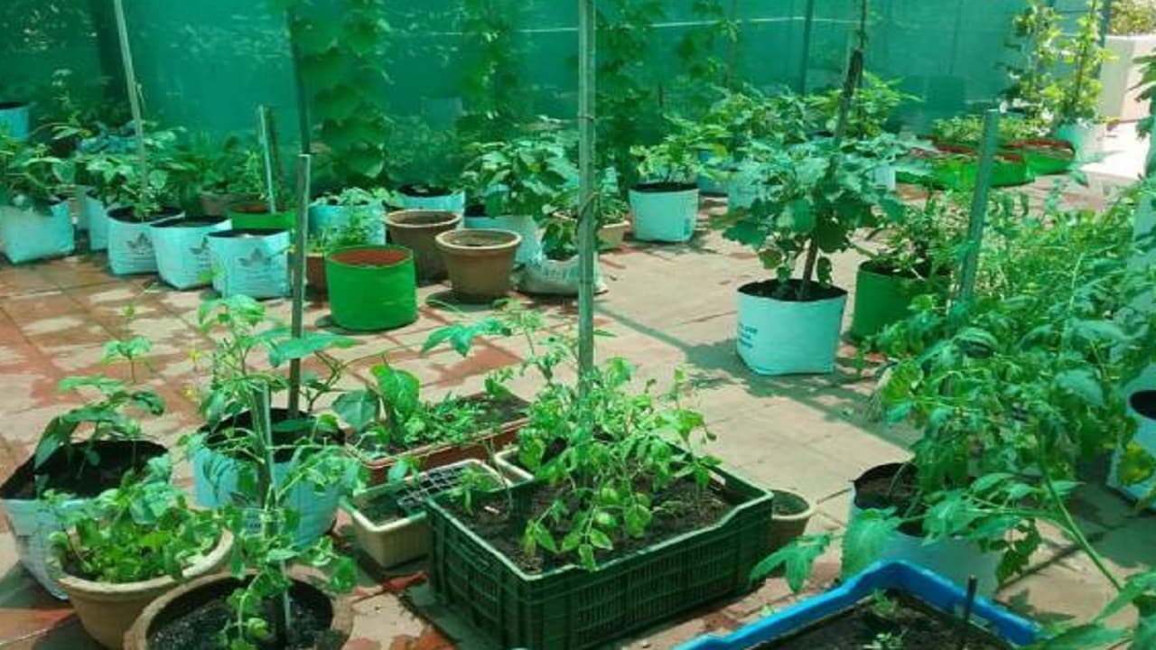 भागलपुर के छतों पर नहीं फैली हरियाली, लक्ष्य से काफी कम रहा रूफ टॉप गार्डनिंग, महज चार ने दिखायी दिलचस्पी