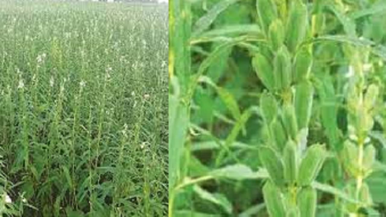 बिहार में तिल और लेमनग्रास की खेती को बढ़ावा देने की बनेगी योजना, बाहर की एजेंसियों को दूर रखने का निर्देश