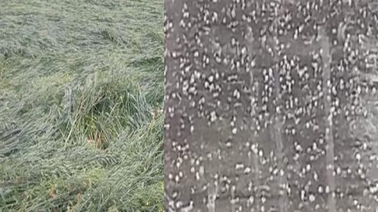 Exclusive : बिगड़े मौसम ने UP के 11 जिला में 1.75 लाख किसानों की बर्बाद कर दी फसल,जानें अब तक कितना हुआ नुकसान