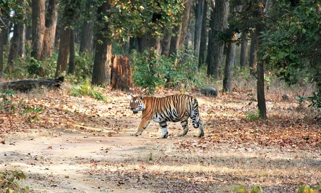 टाइगर रिजर्व में सक्रिय हुए शिकारी, तस्करों की पहचान बताने वालों को मिलेगा इतना ईनाम