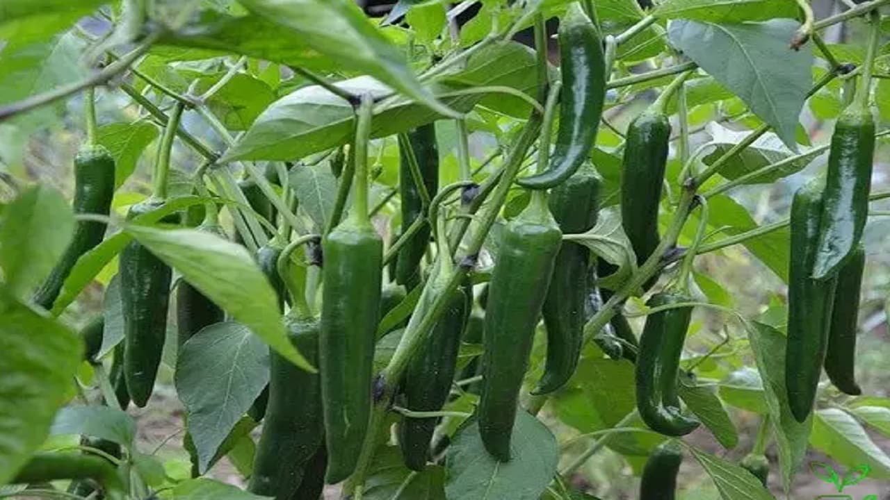 Bihar News: कौड़ी के भाव में बिक रही मिर्च, किसानों को बड़े पैमाने पर नुकसान, नहीं मिल रही लागत की राशि