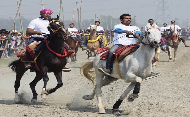 घुड़दौड़ प्रतियोगिता में भाग लेने बिहार आए 75 घोड़े, बेताज बादशाह और बोल्ट कई राज्यों से आए घोड़ों के बीच मुकाबला