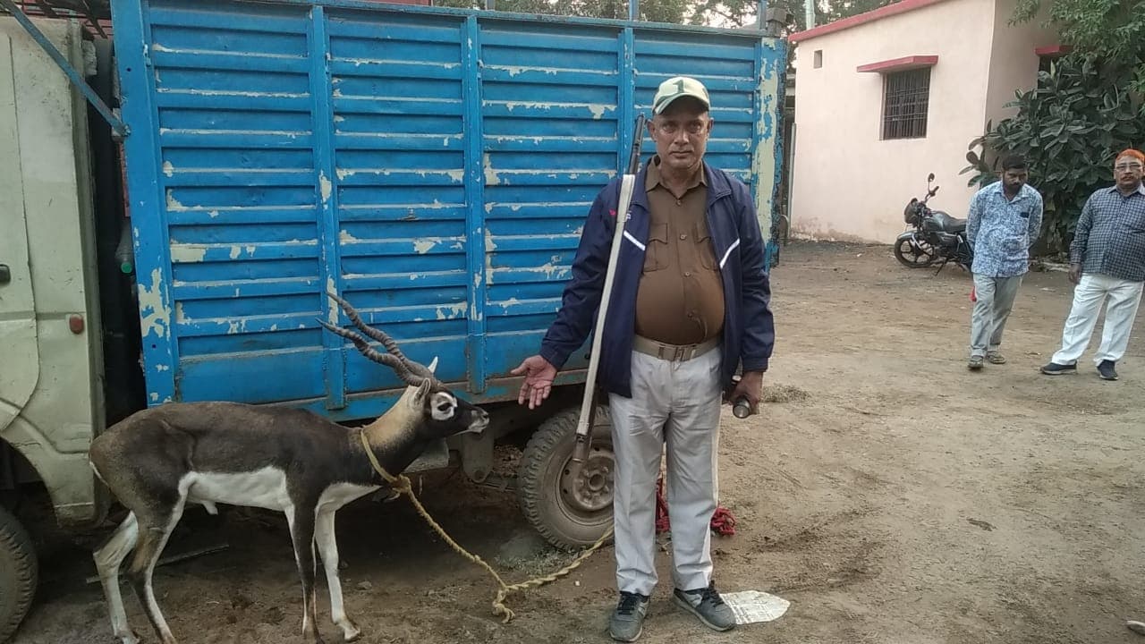 पटना के बिहटा बाजार में पुलिस को मिला काला हिरण, वन विभाग के अधिकारी को दी सूचना