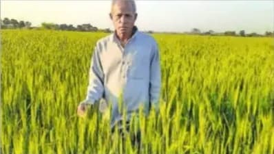 परंपरागत खेती छोड़ रहे किसान, खेतों में अब लहलहा रही है काले गेहूं की फसल, किसानों को अच्छी आमदनी उम्मीद