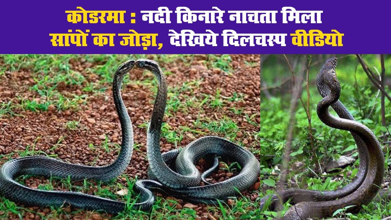 कोडरमा : नदी किनारे नाचता मिला सांपों का जोड़ा, देखिये दिलचस्प वीडियो