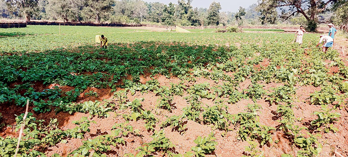 दिन भर हुई बूंदाबांदी, आसमान में छाये रहे बादल, जानें आलू व गेहूं के किसान किस बात को लेकर हैं चिंतित