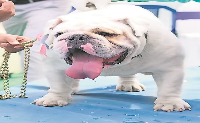 Dog News: वफादार साथी होने का सबूत दे गया 'स्कॉट', बुलडॉग की निकल गयी जान लेकिन मालिक के हाथों में सौंप गया चैंपियन का खिताब