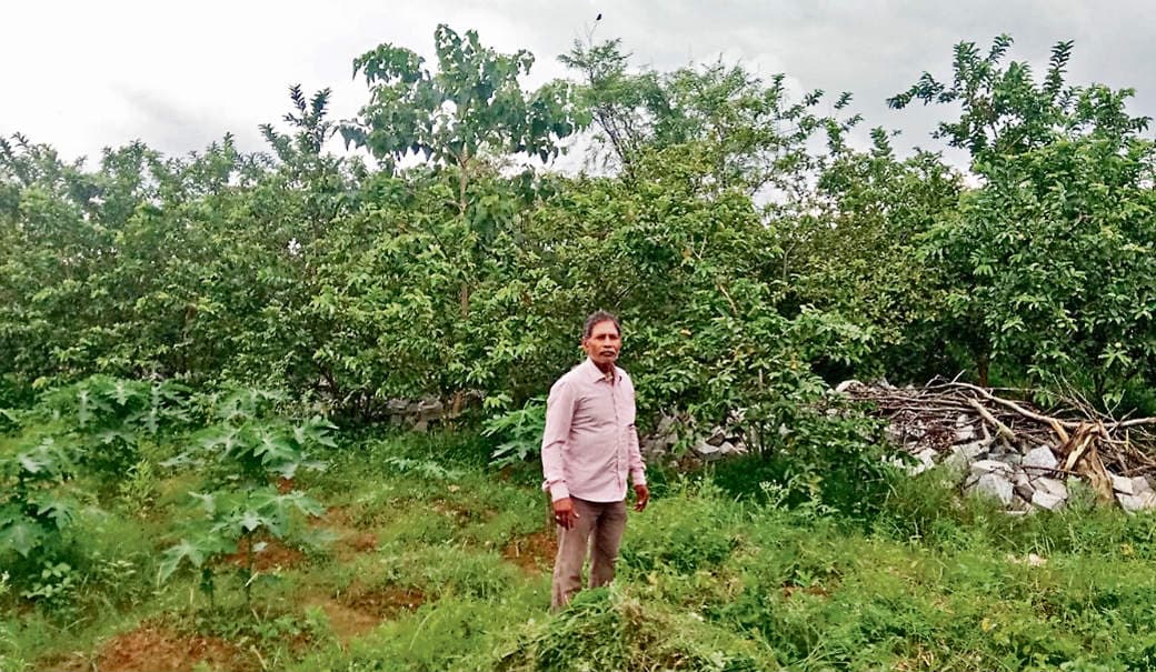 10 एकड़ में फैली साधुचरण की खेती