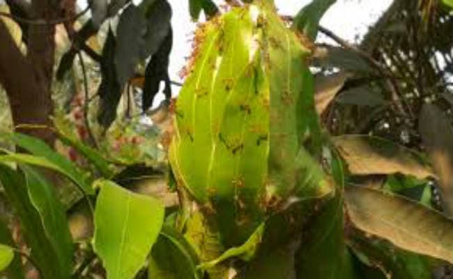 क्या आपने कभी खाई है चींटी की चटनी, इसके गुण जानकर चौंक जाएंगे,  होता है इन चीजों में फायदा