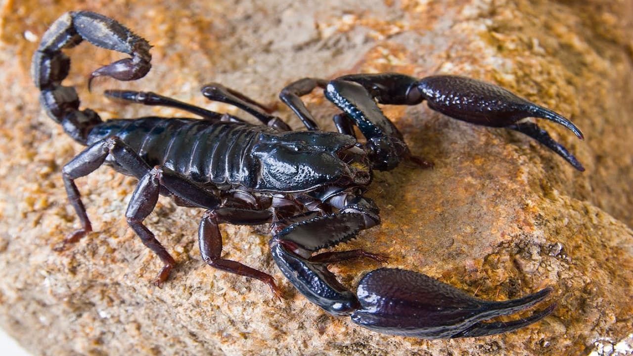 आगरा के मनसुखपुरा थाने में बिच्छुओं की भरमार, बरसात में चिमटा-मटका और टार्च लेकर बिच्छू पकड़ते हैं पुलिसकर्मी