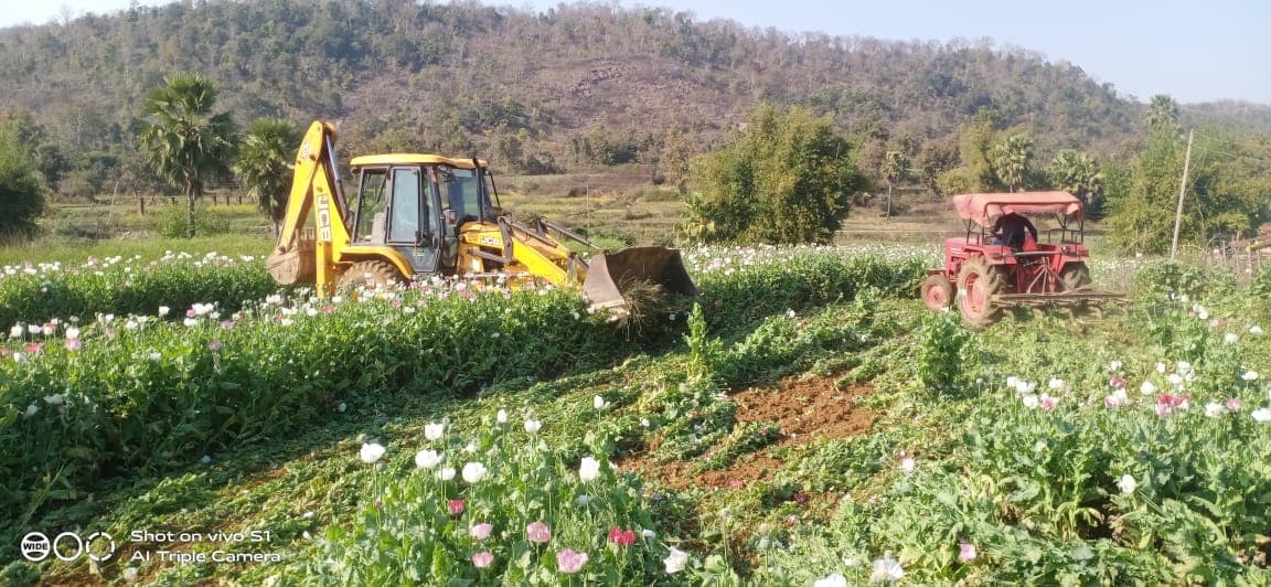 चतरा : अफीम की खेती रोकेने में सफल हो रहा है प्रशासन, आंकड़े दे रहे हैं गवाही