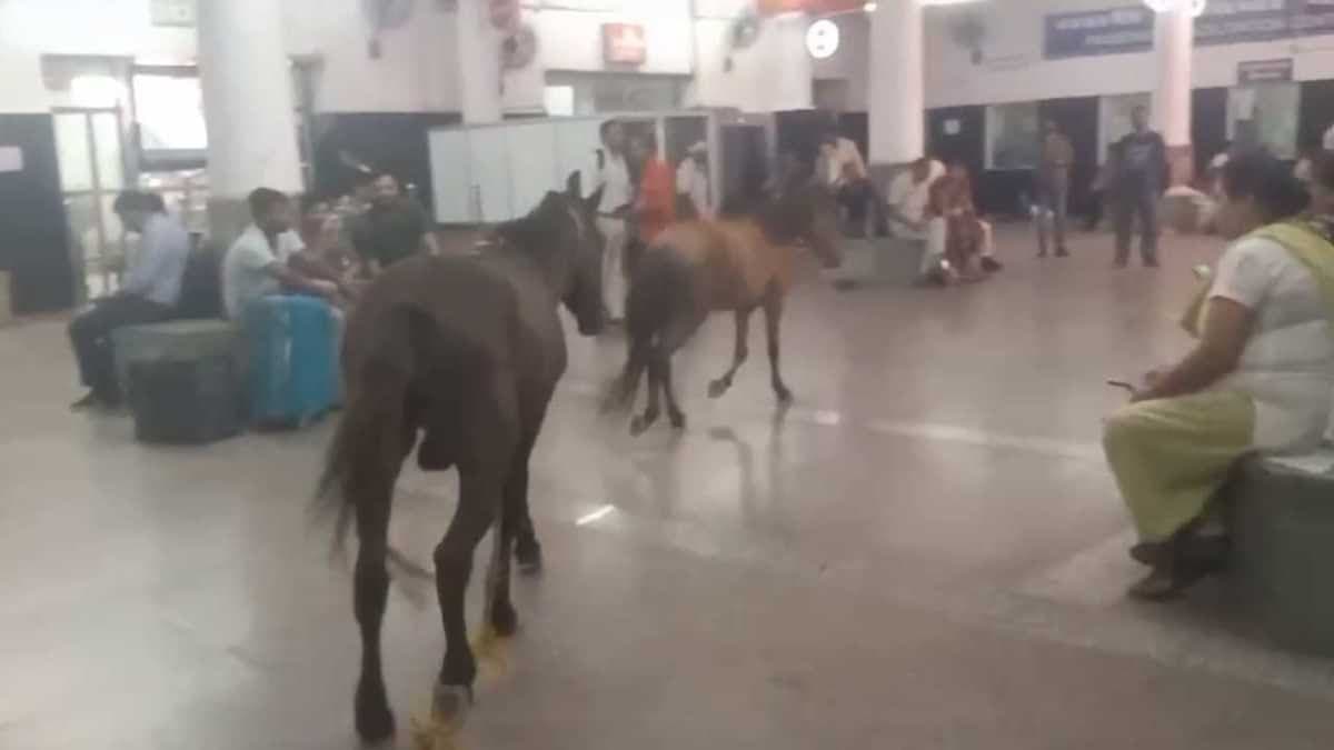 UP News : कानपुर रेलवे स्टेशन पर यात्रियों के बीच अचानक दौड़ने लगे घोड़े, मची अफरातफरी