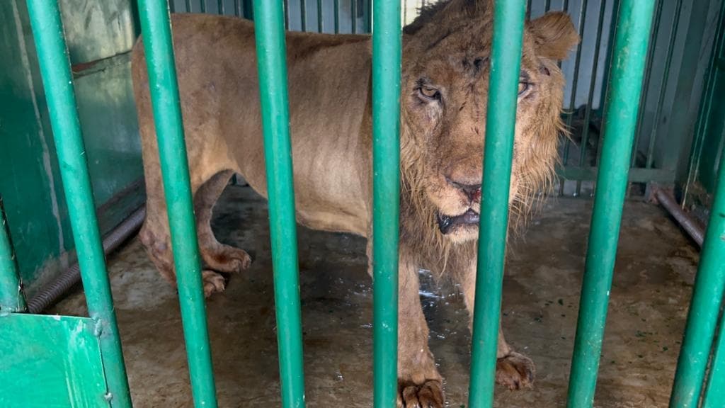 गोरखपुर चिड़ियाघर में शेरनी मरियम गंभीर रूप से बीमार, डॉक्टरों की टीम कर रही इलाज, जानें स्वास्थ्य की स्थिति