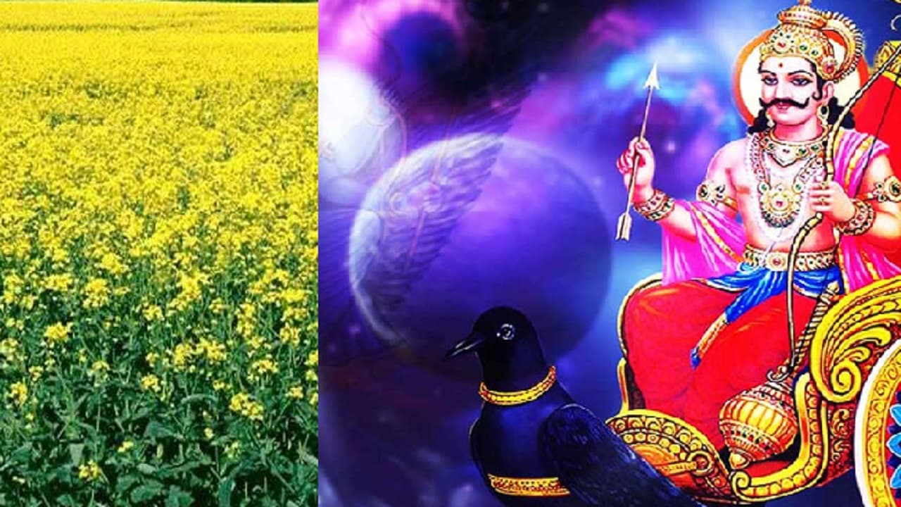 आज रात शनि अपनी राशि कुंभ में होंगे अस्त, जानें मानव जीवन के साथ तिलहन और दलहन की खेती पर ‍क्या डालेंगे प्रभाव
