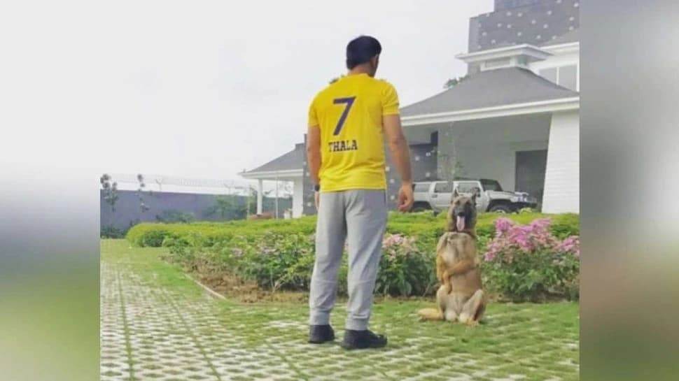 अपने इस फॉर्म हाउस में कड़कनाथ मुर्गे पालेंगे एमएस धोनी, जानें इस खास मुर्गे की क्‍या है कीमत