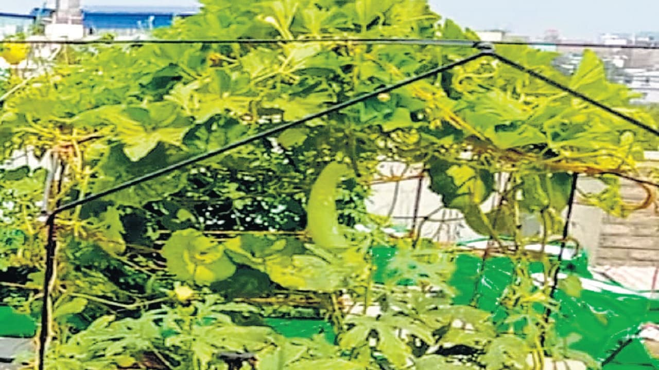 UP News: चार दिन से जल रहा आगरा का कूड़ा, धुएं से परेशान क्षेत्रीय लोग, हर घर में बच्चे और बड़े हुए बीमार